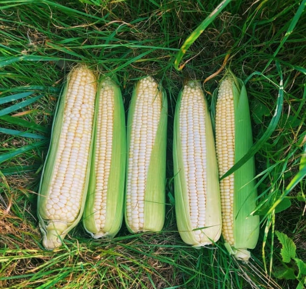 Discover the Finest White Maize in London from Mwanaka Fresh Farm Foods!