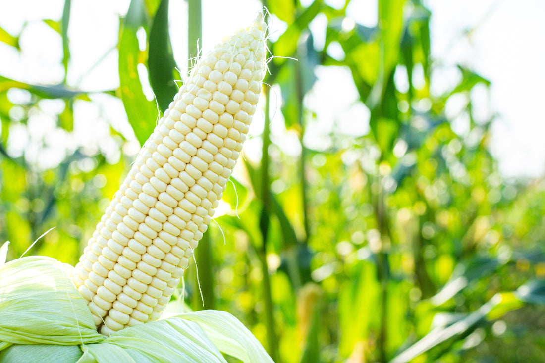 The Marvel of White Maize: An Essential Crop