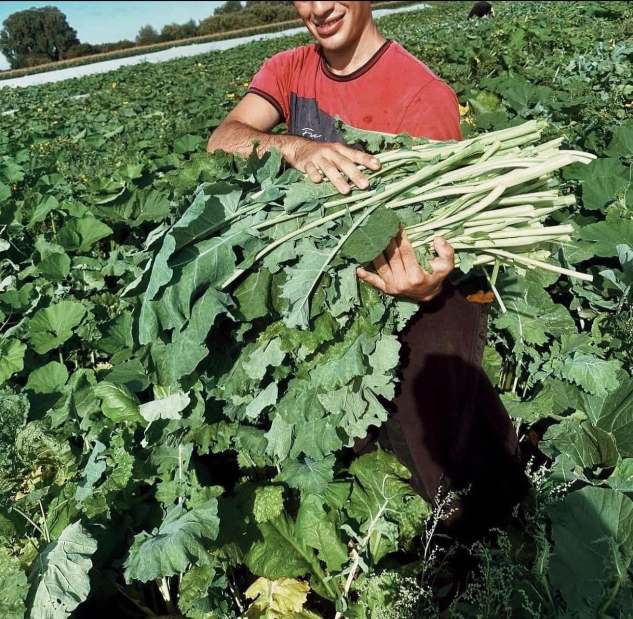 A photo of a worker, holding a large handful of green crop in the middle of a crop field