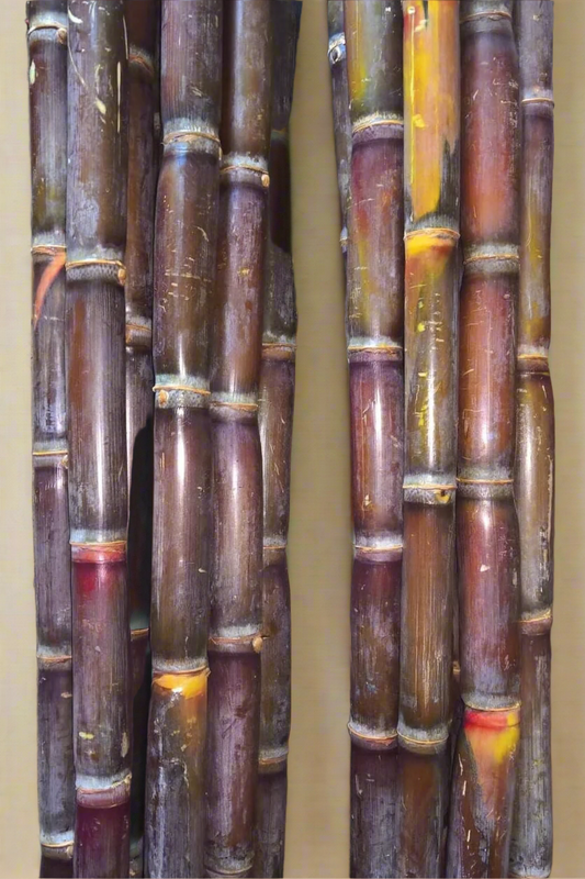 Sugar cane per stick