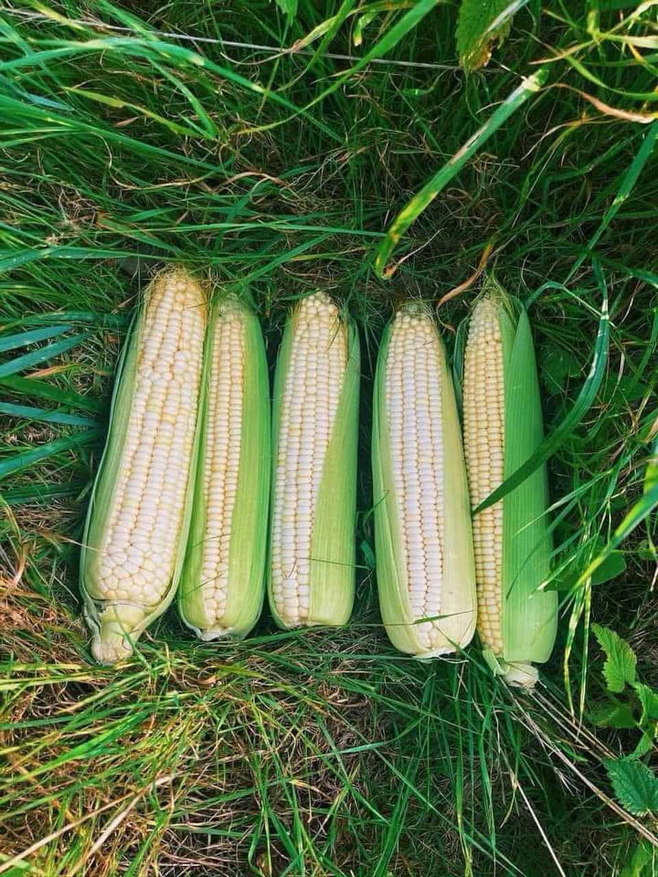 African Maize Taste of Home, Grown in the UK