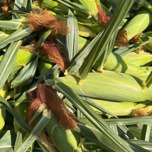 Green Mealies (white maize) stacked on top of each other with a downward angle of the picture. 