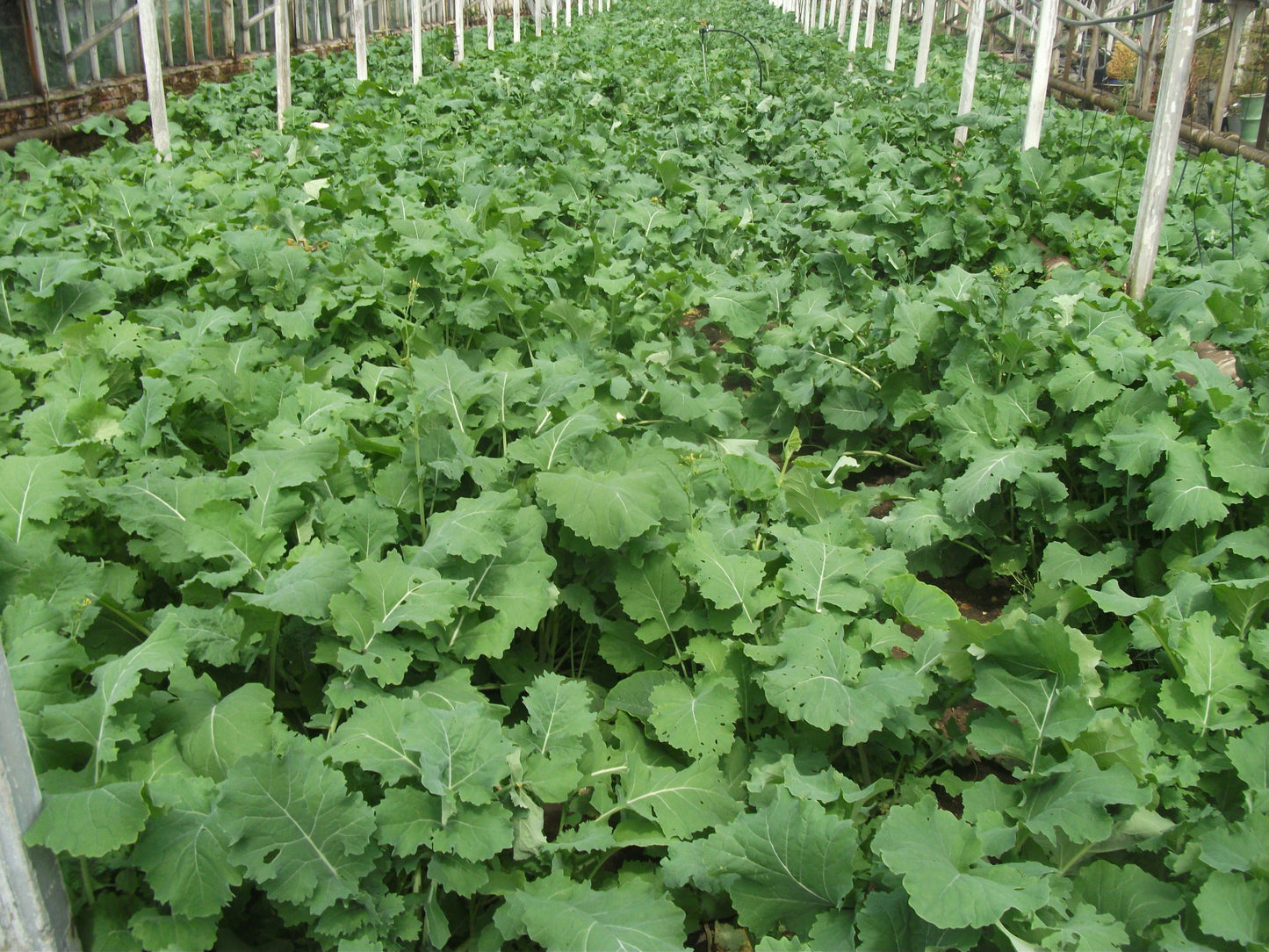 Kale/Rape Greens [Per Bundle]