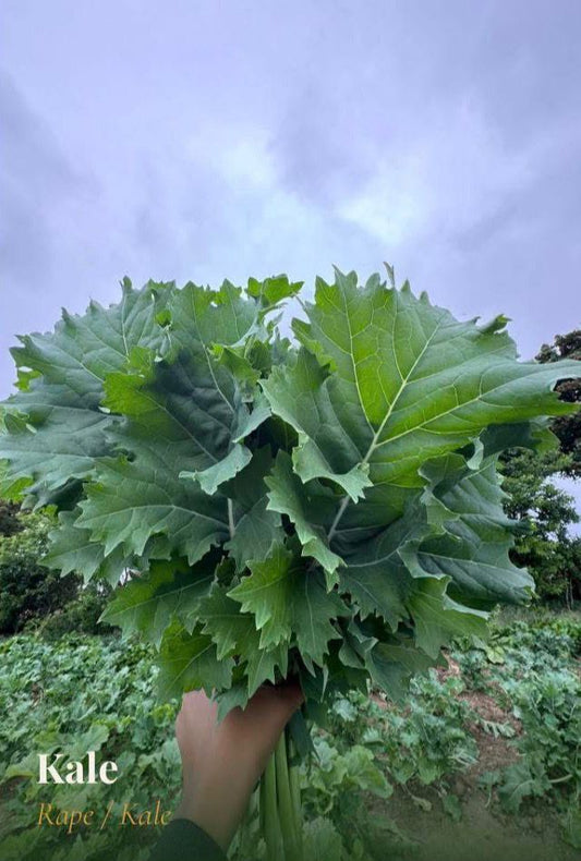 Kale/Rape Greens [Per Bundle]