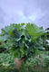 Kale/Rape Greens [Per Bundle]