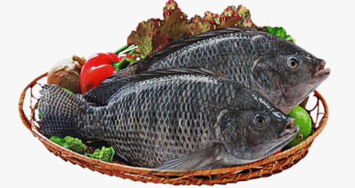 Tilapia Fish 800g+ (Frozen)