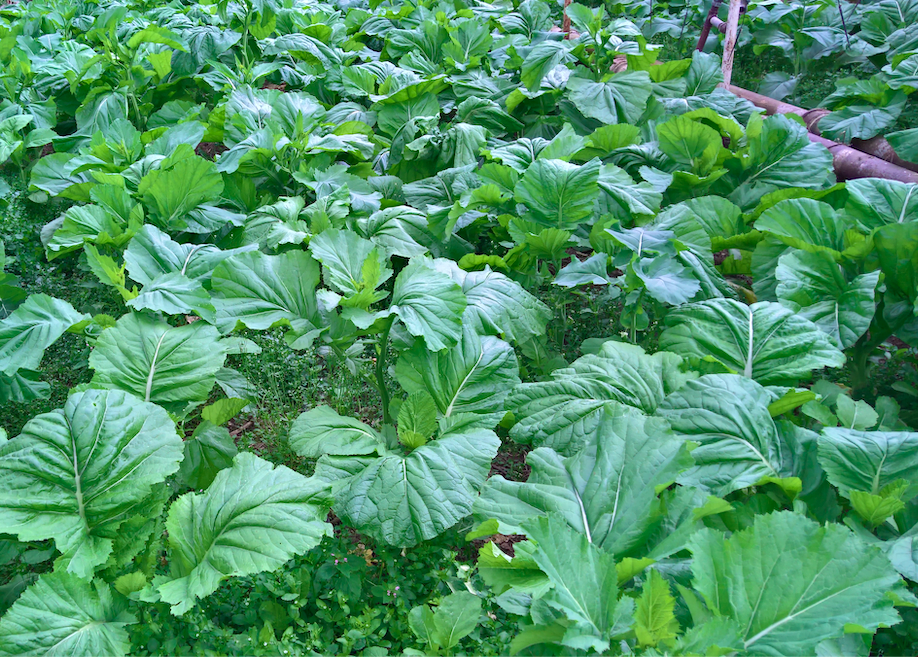 Mustard Greens/Tsunga [Per Bundle]